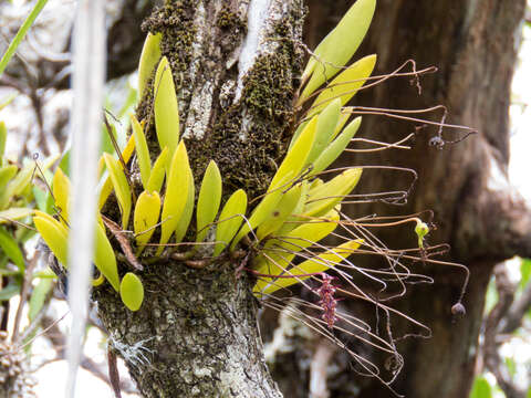 صورة Bulbophyllum alcicorne C. S. P. Parish & Rchb. fil.