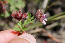 Image of Pelargonium capituliforme Knuth