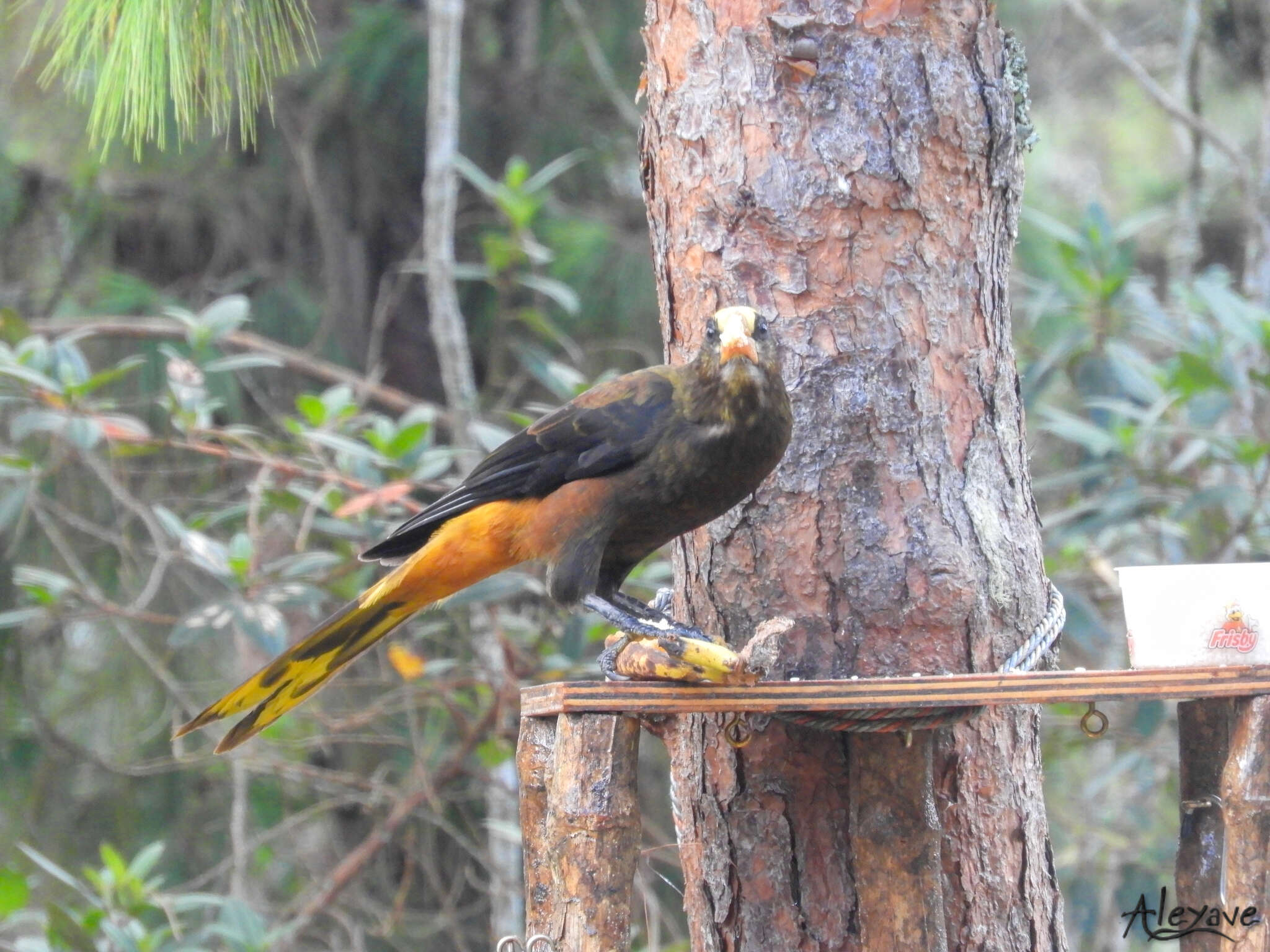 Image of Russet-backed Oropendola