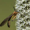 Image of Harpobittacus tillyardi Esben-Petersen 1915