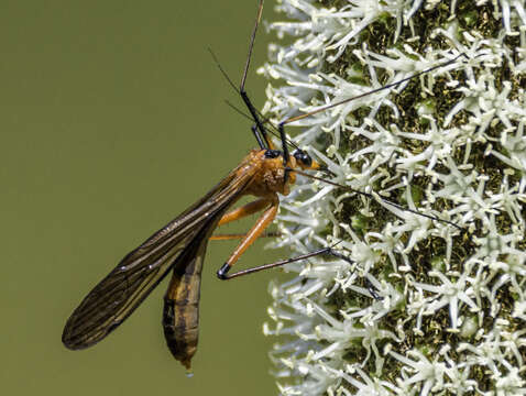 Image of Harpobittacus tillyardi Esben-Petersen 1915