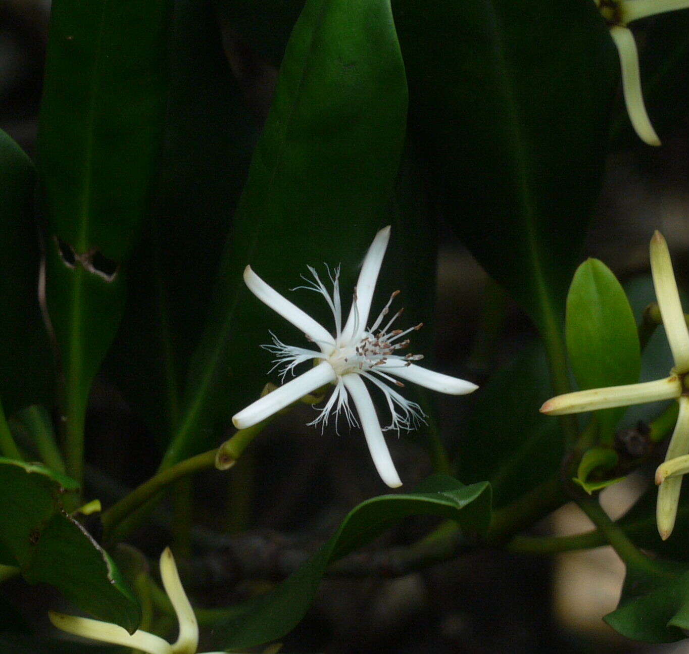 صورة Kandelia obovata Sheue, H. Y. Liu & J. W. H. Yong