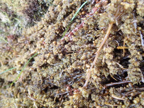 Слика од Sargassum agardhianum