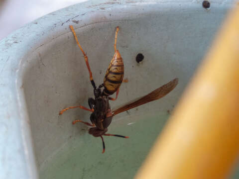 Image of Polistes cavapytiformis Richards 1978