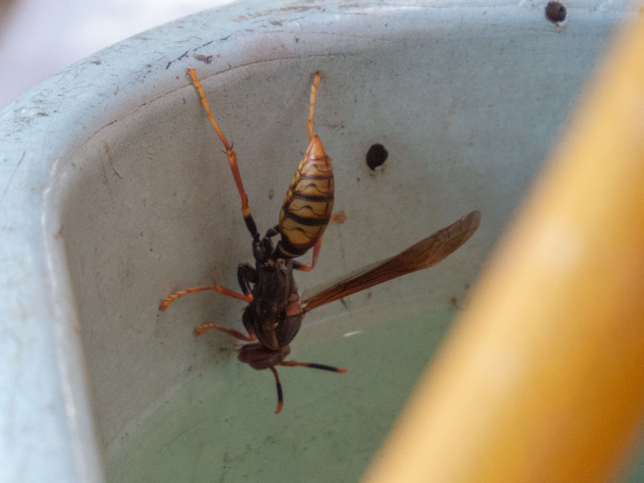 Image of Polistes cavapytiformis Richards 1978