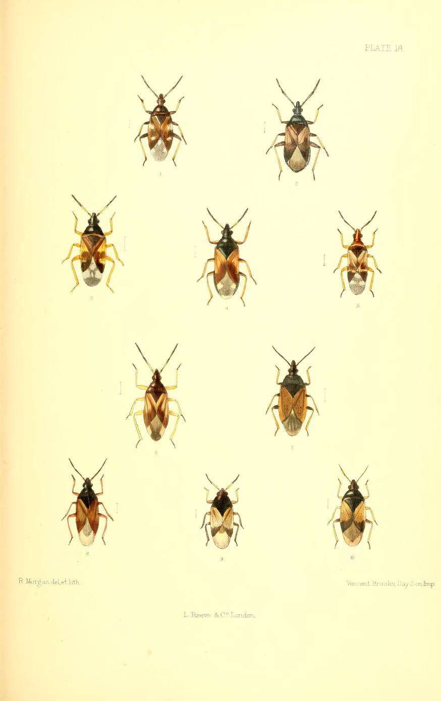 Image of Orius niger (Wolff 1811)