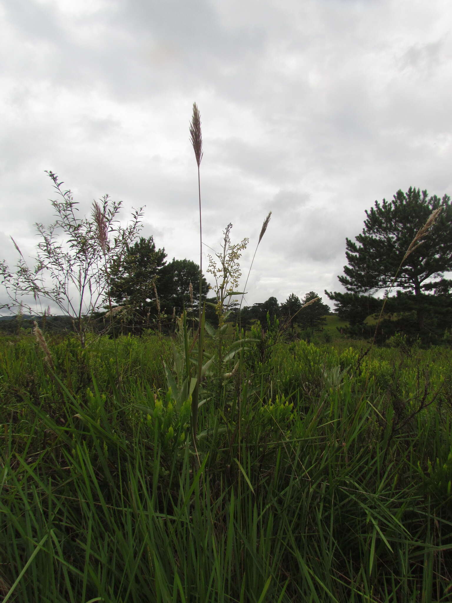 Plancia ëd Senecio westermanii Dusen