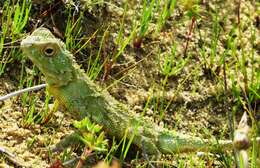 Image of Agama hispida hispida (Kaup 1827)