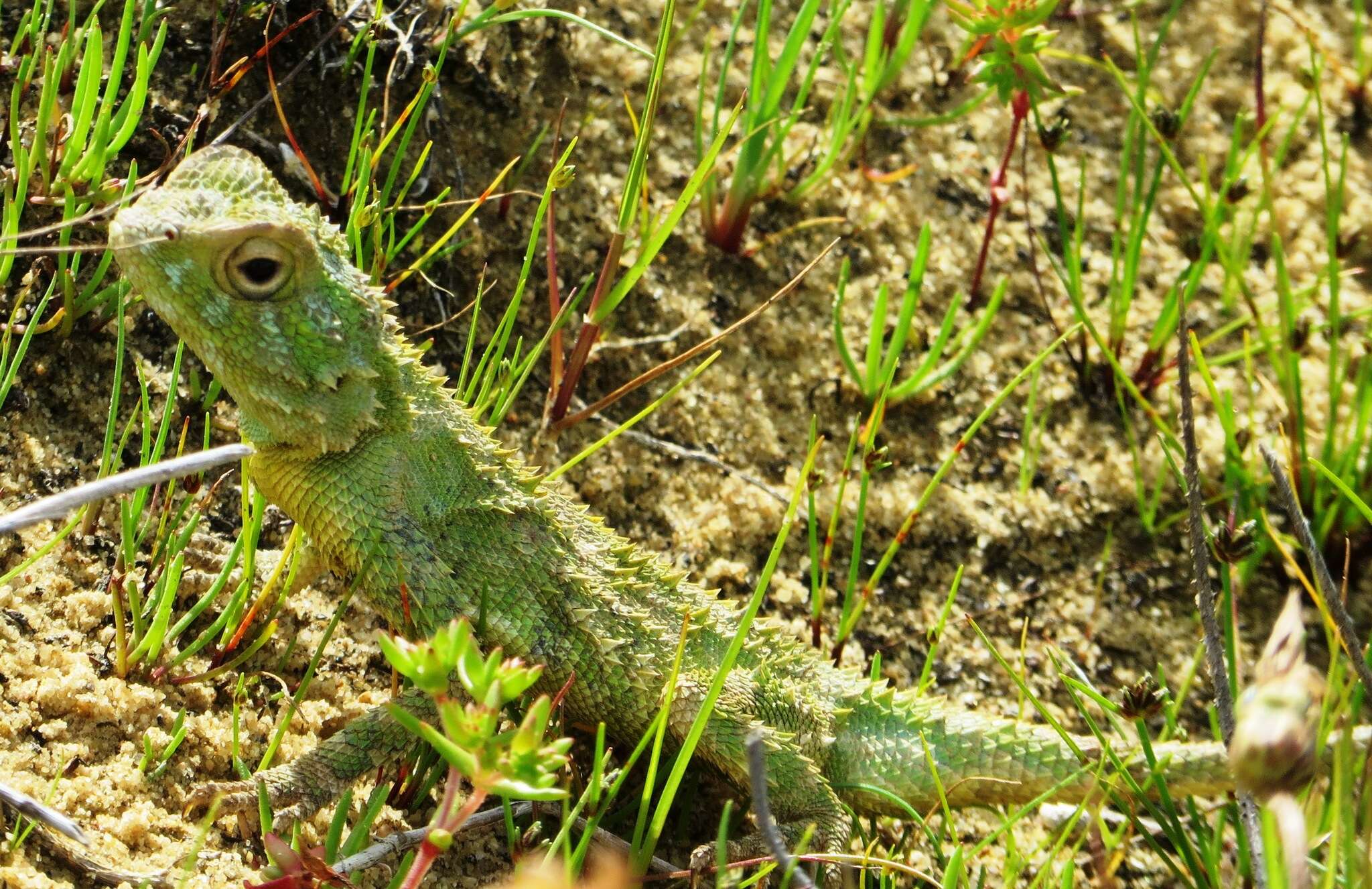 Image of Agama hispida hispida (Kaup 1827)