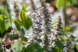 Image of Ajuga nipponensis Makino