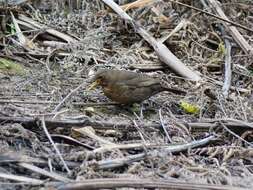 Turdus merula merula Linnaeus 1758 resmi