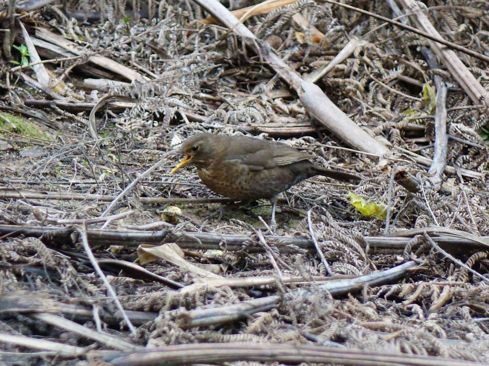 Turdus merula merula Linnaeus 1758的圖片