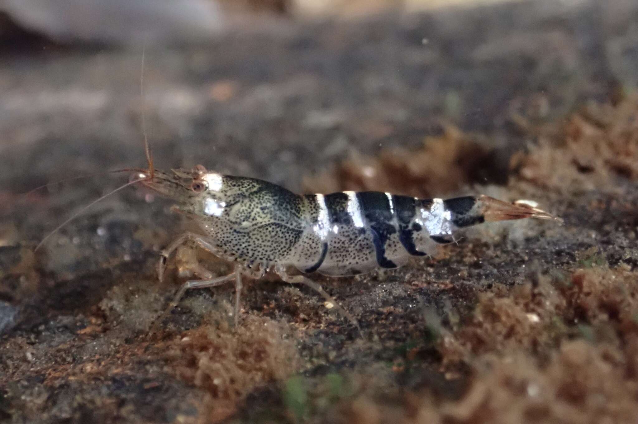 Image of <i>Caridina logemanni</i>