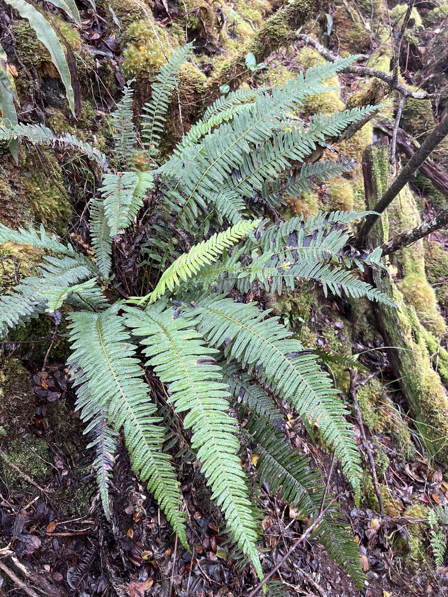 Image of Kunth's hacksaw fern