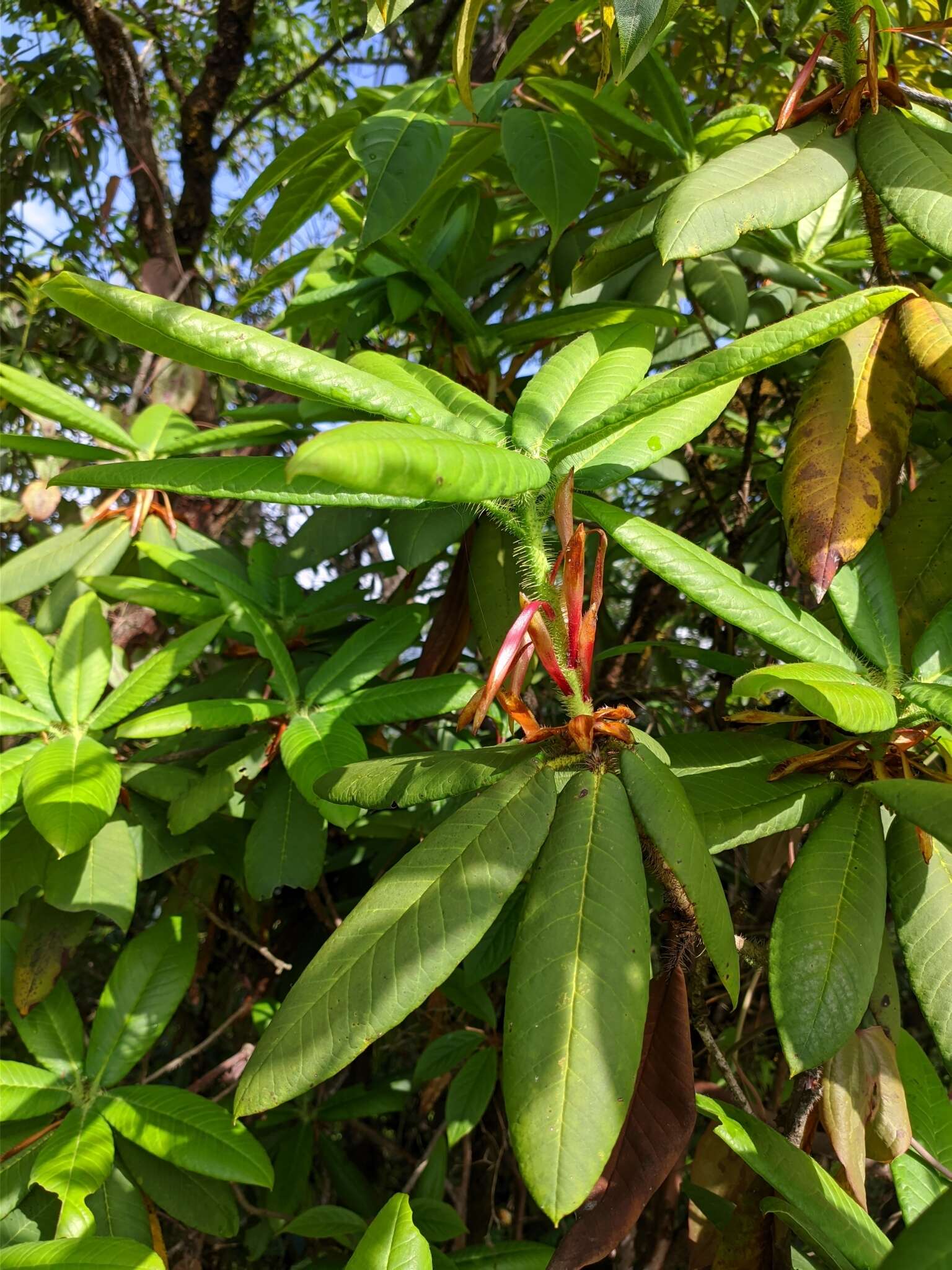 Image of Rhododendron barbatum Wall. ex G. Don