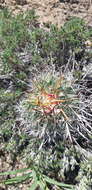 Image of Echinofossulocactus zacatecasensis Britton & Rose