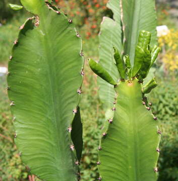 Image of Euphorbia abyssinica J. F. Gmel.