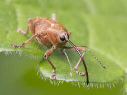 Image of Acorn weevil