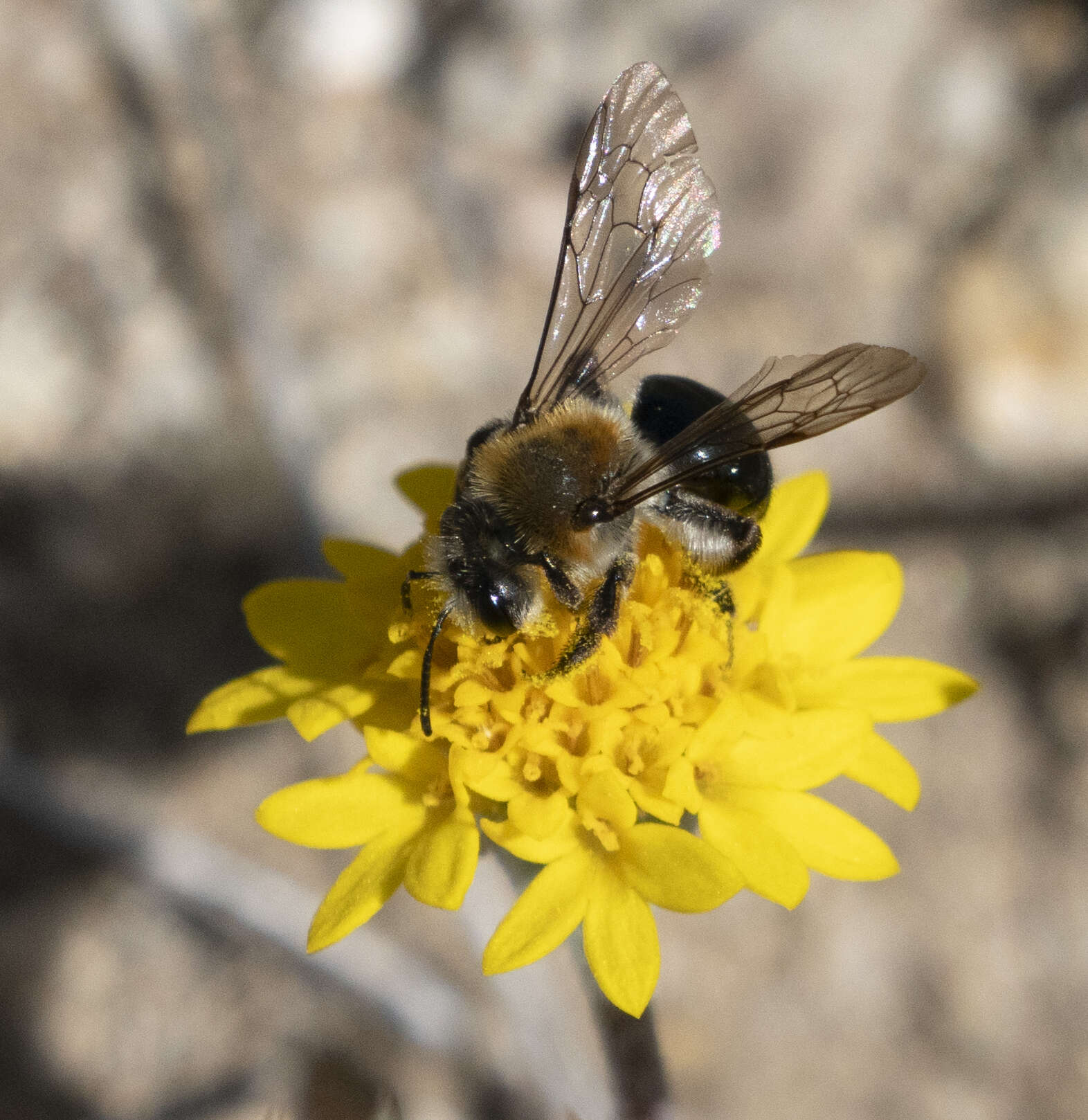 Image of Andrena sola Viereck 1917