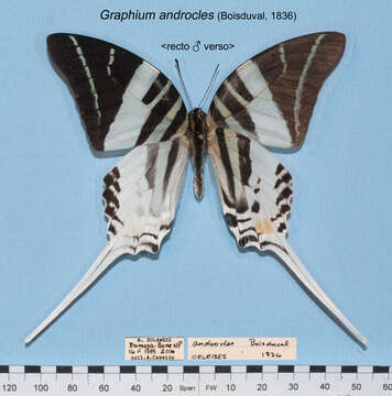 Image of Graphium androcles (Boisduval 1836)