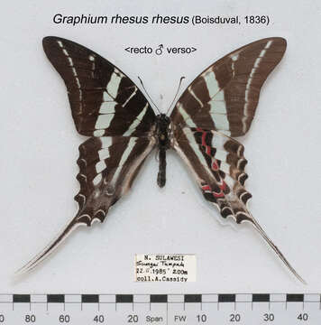 Image of Graphium rhesus (Boisduval 1836)