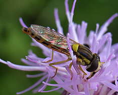 Sphaerophoria scripta (Linnaeus 1758) resmi