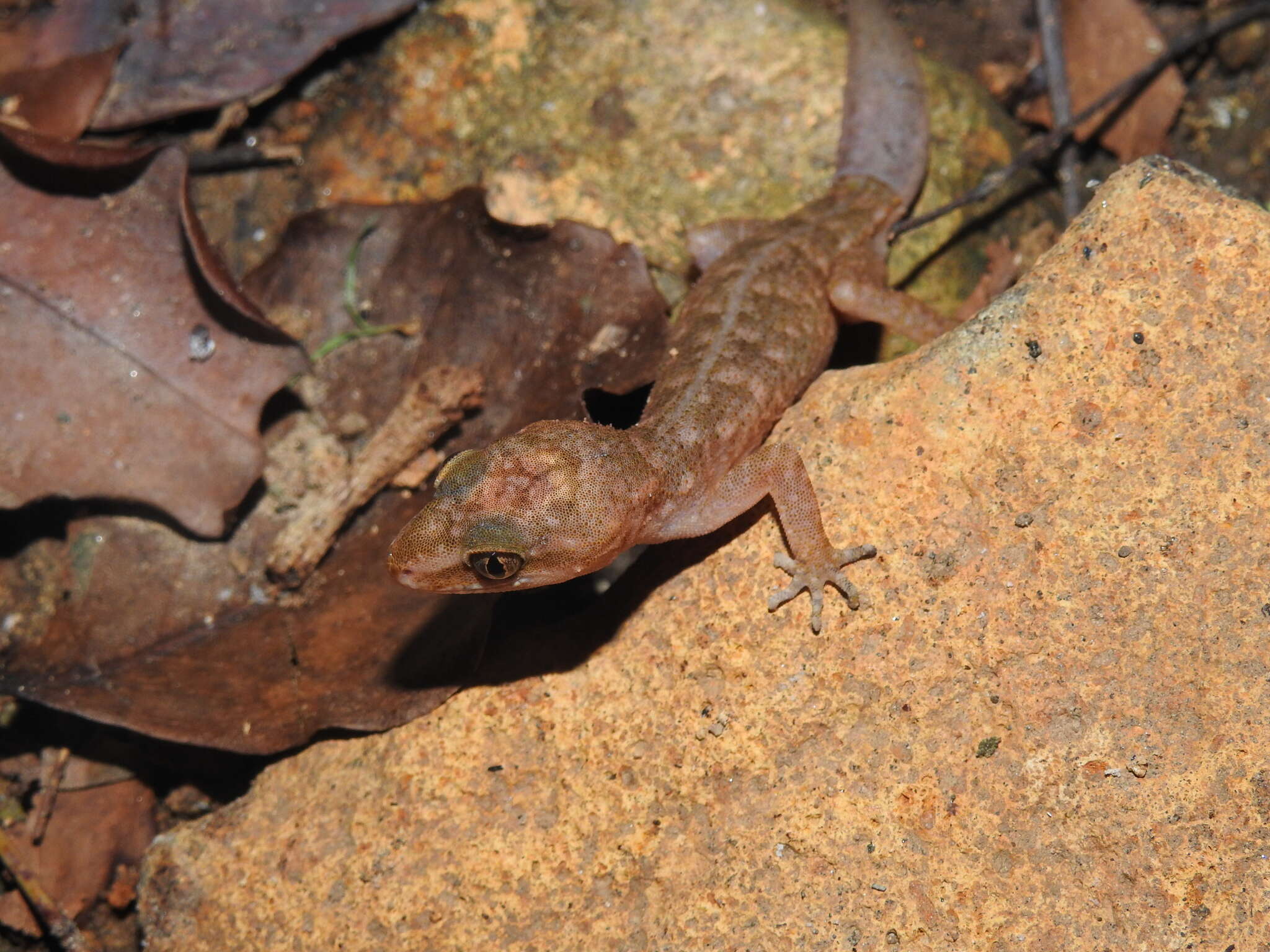 Слика од Cyrtodactylus semiadii Riyanto, Bauer & Yudha 2014