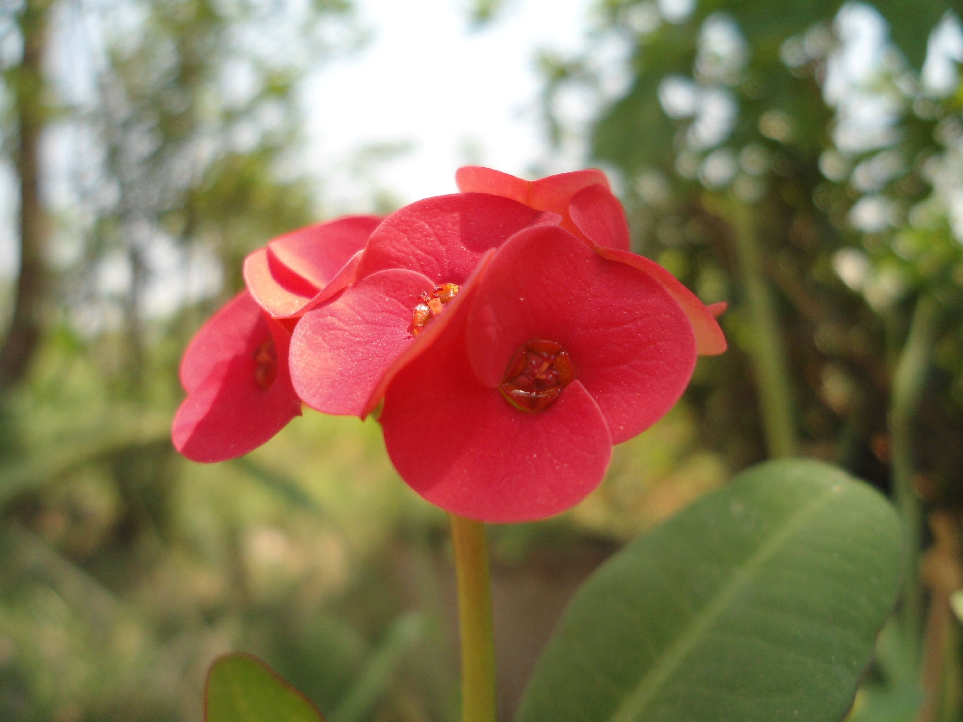 Image of Christ plant