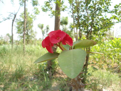 Image of Christ plant