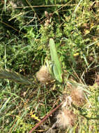 Image of Great green bushcricket