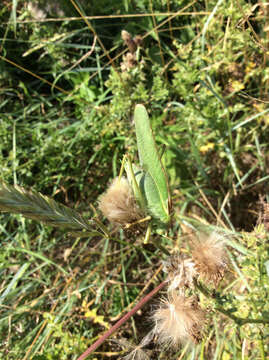 Image of Great green bushcricket