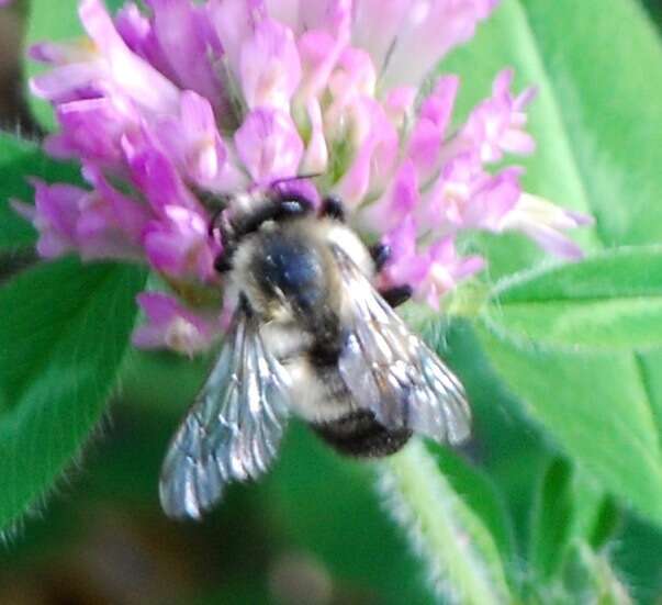 Image of Black-and-gray Leaf-cutter Bee