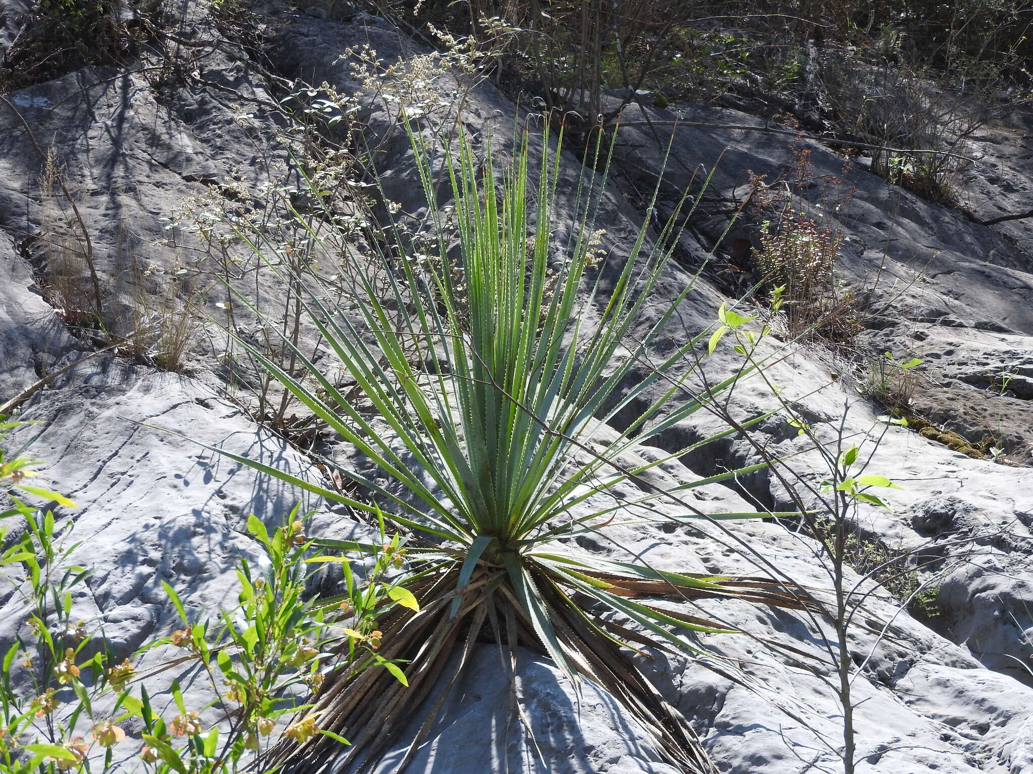 Image of Dasylirion berlandieri S. Watson