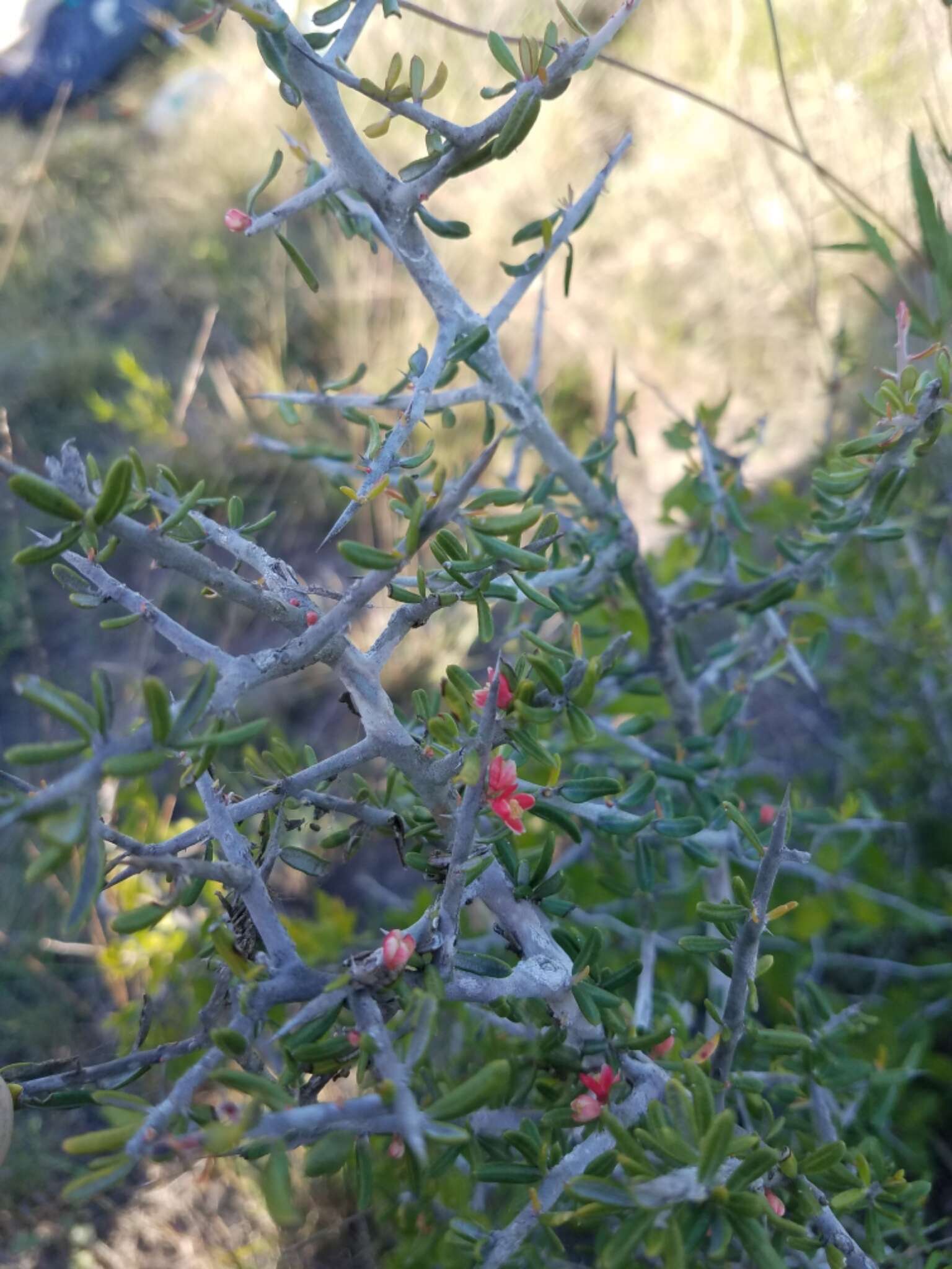 Imagem de Castela erecta subsp. texana (Torr. & A. Gray) Cronquist