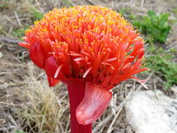 Imagem de Haemanthus sanguineus Jacq.