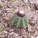 Imagem de Melocactus oreas Miq.