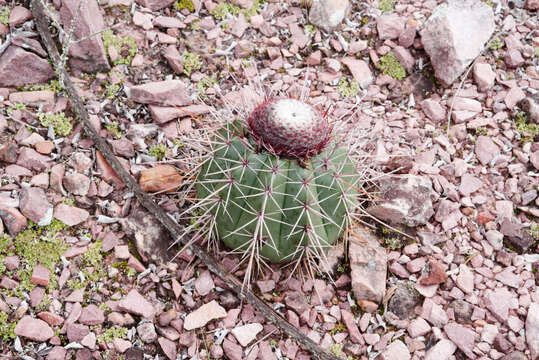 Melocactus oreas Miq. resmi