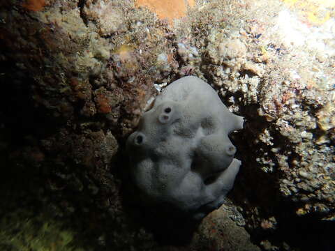 Image of grey leather sponge