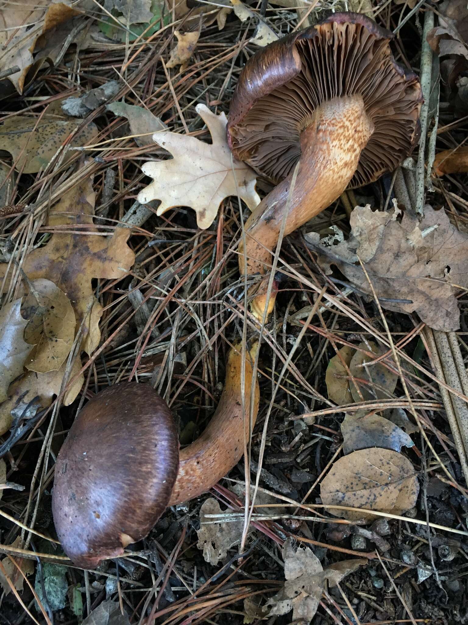 Image of Wine-cap Chroogomphus