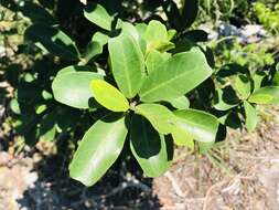 Imagem de Ficus craterostoma Warb. ex Mildbr. & Burr.