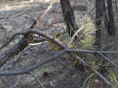 Image of pineland dwarf mistletoe