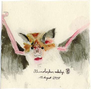 Image of Mehely's Horseshoe Bat