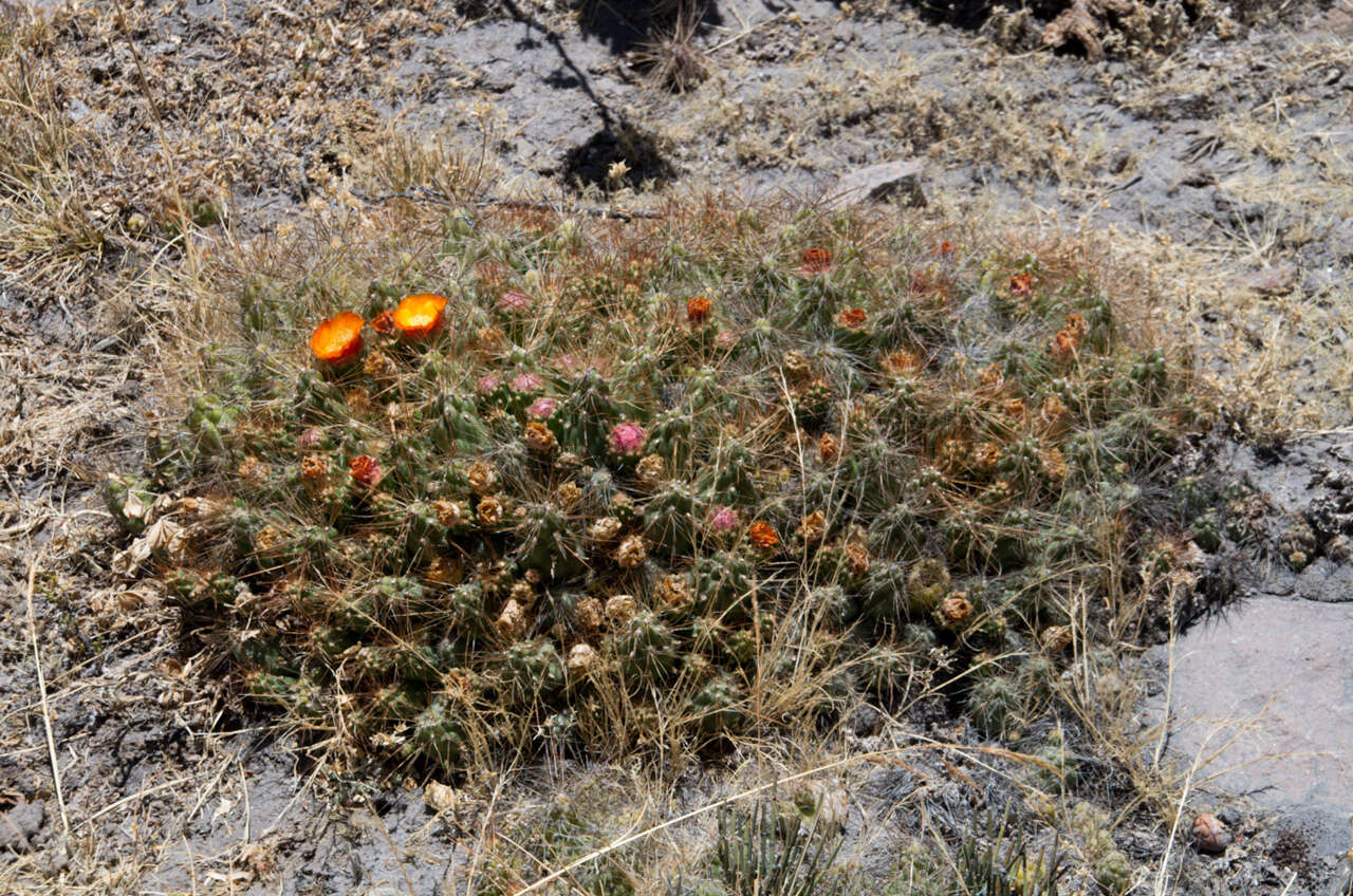 Image of Cumulopuntia glomerata