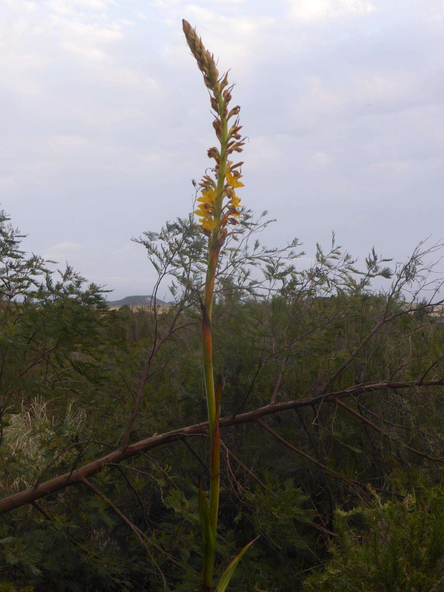 Image of Wachendorfia thyrsiflora Burm.