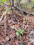 Image of parasitic ghostplant