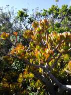 Image of jade plant