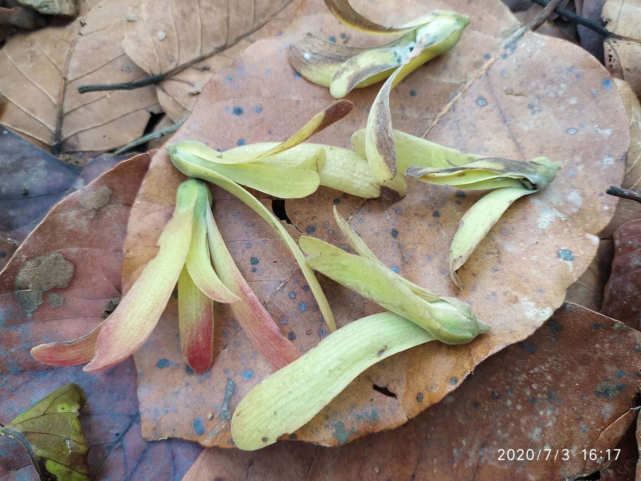 Слика од Shorea robusta Gaertn.