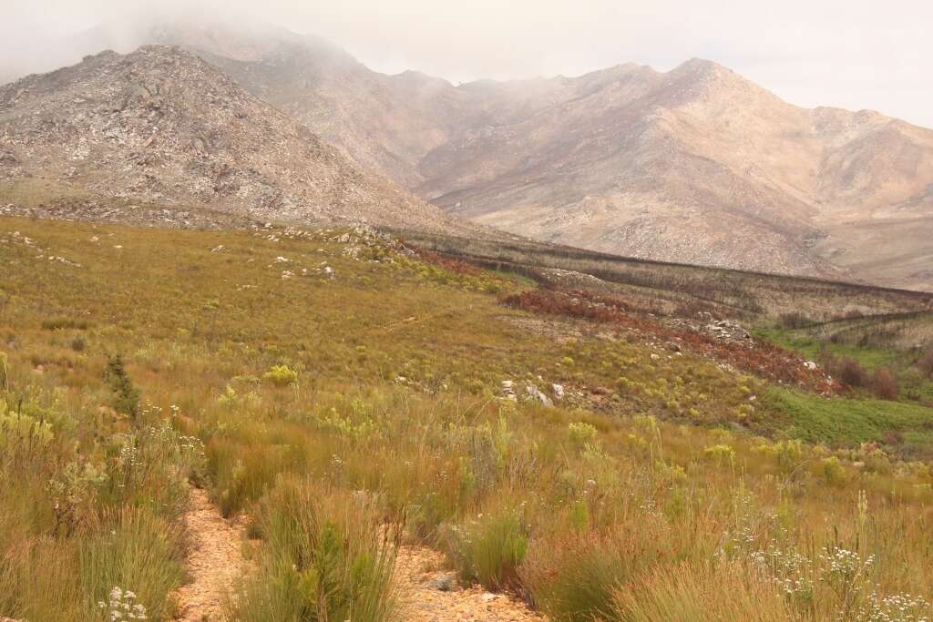 Plancia ëd Leucadendron ericifolium R. Br.