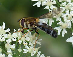 Image of Leucozona glaucia (Linnaeus 1758)