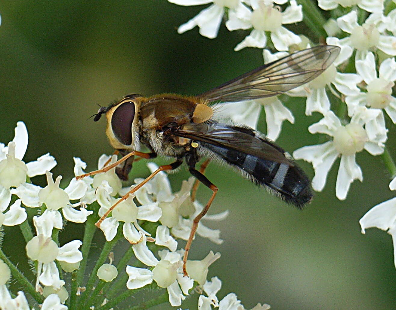 Leucozona glaucia (Linnaeus 1758) resmi